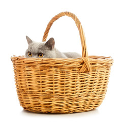 Fototapeta na wymiar British Shorthair Cat