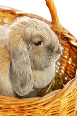 Lop-earred Rabbit