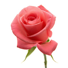 Obraz premium gentle pink rose