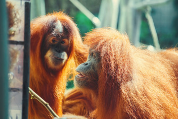 Funny portrait of smart monkeys (orangutans)  looking surpsrised. Intelligence concept. © Funny Studio