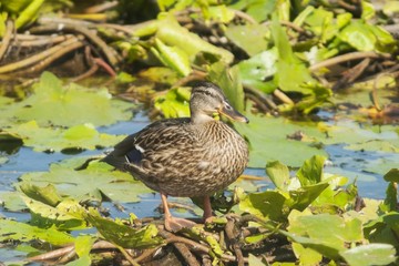 female mallard-Anas platyrhynchos- lateral view