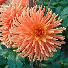 Dahlien