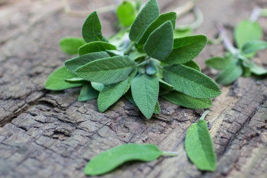 A bunch of fresh sage on an old wooden table