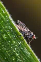 Mosca  isolata su uno stelo verde  irrorato di rugiada