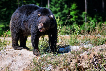 Fototapeta na wymiar big black bear