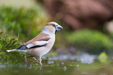 Female Hawfinch at water front