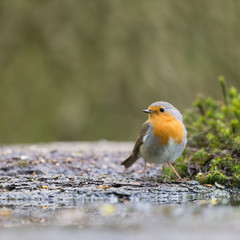 European Robin in tree