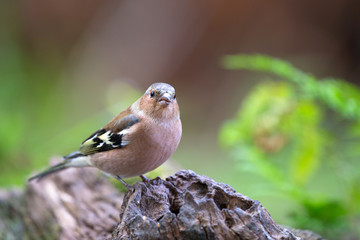 Female common chaffinch