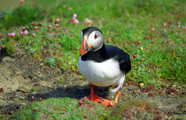 Atlantic puffin, Shetland