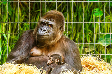 Funny wildlife scene with a mother gorilla holding her little baby with funny expression. Mother care and motherhood concept. Toned.
