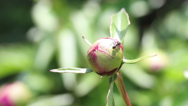 Ants licking honeydew on the bud of Paeonia lactiflora