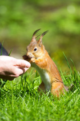 Man Feeding a Squirrel
