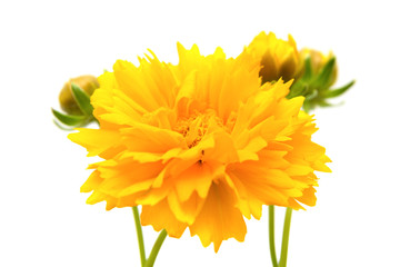 yellow-orange Coreopsis