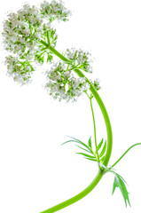 Baldrian freigestellt