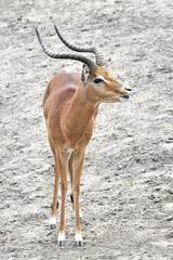 Impala (Aepyceros melampus)
