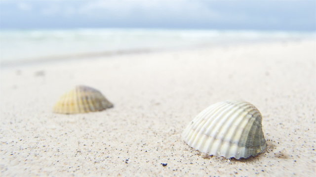 Shells on white beach sand by the sea