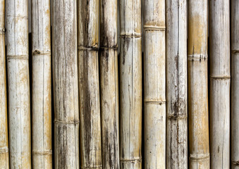 bamboo background of bamboo sticks arranged in a row