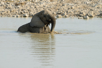 Elephant, Etosha National Park, Namibia
