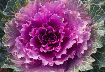 Head of ornamental cabbage