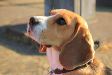 Young female beagle