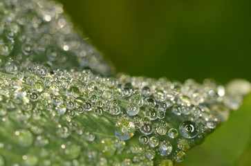 Dew on a green leaf. Russain nature