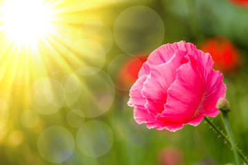 Obraz premium Pink Poppy