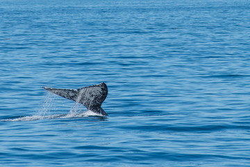 cola de ballena whale tail 1