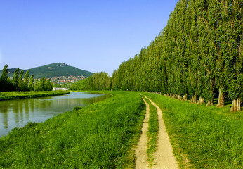Fototapeta na wymiar Path between the river and abele trees in summer, Slovakia
