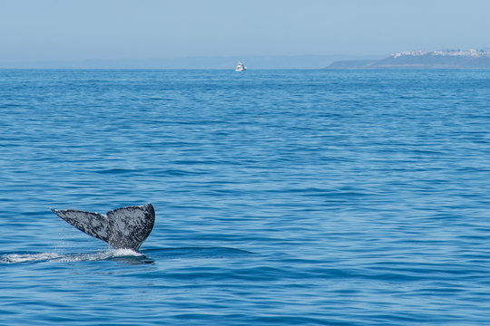 cola de ballenacola de ballena whale tail 2