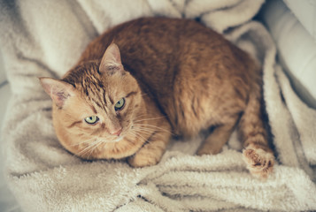 Fototapeta na wymiar ginger cat