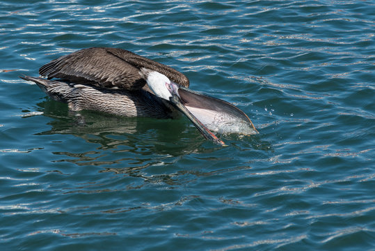pelicano comiendo en el puerto de ensenada