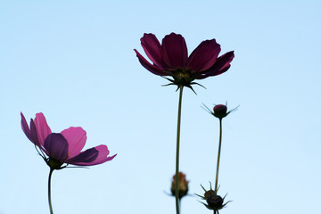 Garden cosmos (Cosmos bipinnatus)