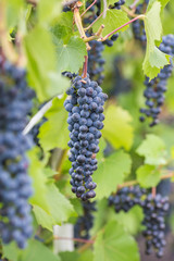 Bunch of grapes with green vine leaves in basket on wooden table