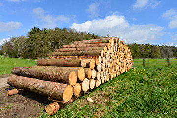 Holz, Tanne, Bäume, Holzstapel, Waldarbeit, Wald, Nachhaltigkeit, Forstwirtschaft