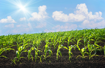 Naklejka premium Corn field on a sunny day