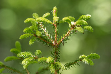 Detail of fresh green fragile spruce buds in forest