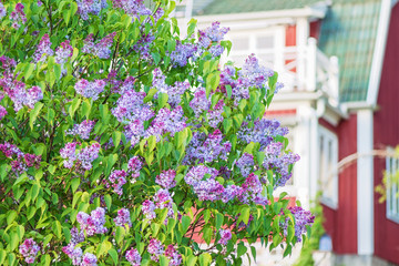 Flowering spring lilac (syringa) bush with red house