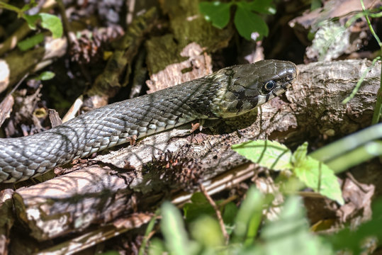 Grass Snake Basking in sunlight