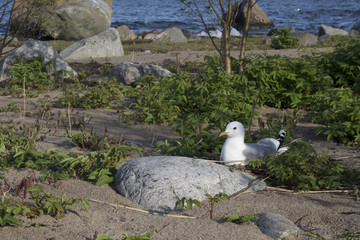 Naklejka premium Nesting seagull