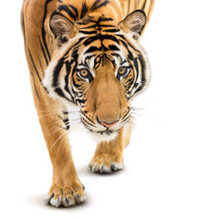 Stalking siberian tiger