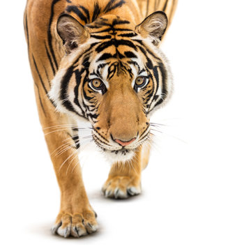 Stalking Siberian Tiger