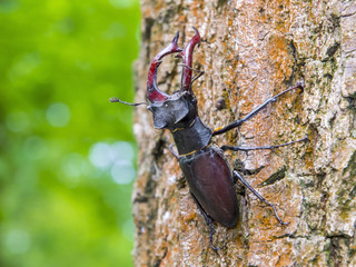 Stag beetle (Lucanus cervus)