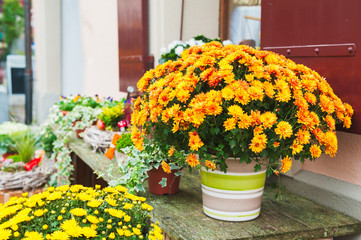 Beautiful chrysanthemums in pots, outdoors