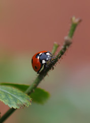 Ladybird
