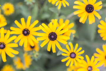 Obraz premium Bright yellow rudbeckia or Black Eyed Susan flowers