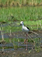 Black-winged Stilt (Himantopus himantopus)