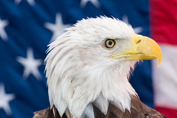 Bald Eagle with the American Flag
