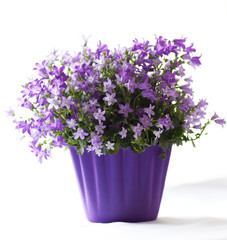 Campanula Flowers in a Purple Pot