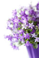 Fototapeta na wymiar Purple Spring Flowers - Campanula in a pot. 