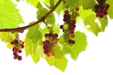 Isolated grapes